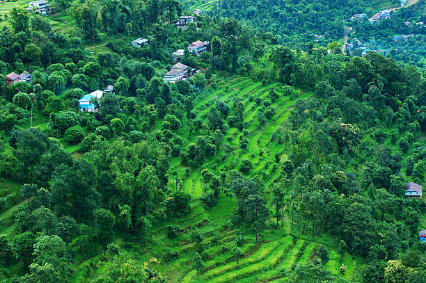 istock Rice field on the mountain in Nepal 538915783