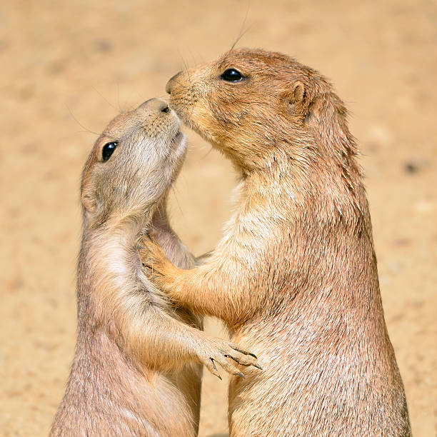 istock Black-tailed Prairie Dogs 538916877