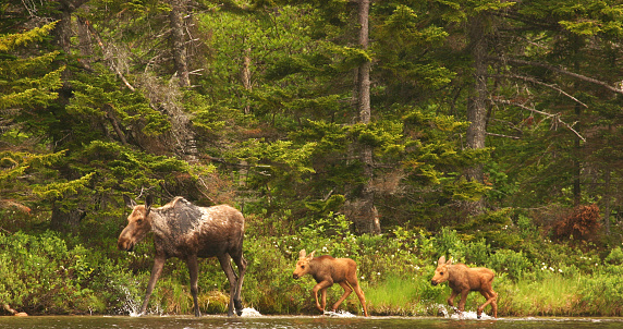 A moose family walking along the edge of a lake in Baxter State Park in Maine. The mother's fur looks ragged as though the winter was harsh for her. The two young calves follow behind splashing up water as they go. 
