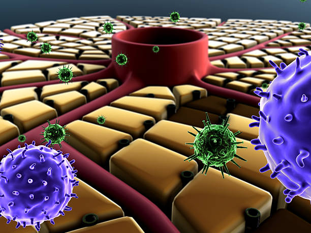 クッパー細胞のストックフォト