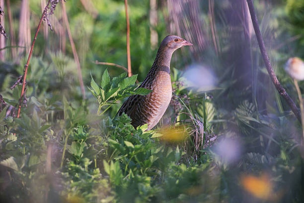 Corncrake Corncrake (Crex Crex) corncrake stock pictures, royalty-free photos & images