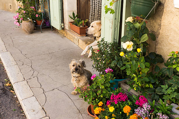 Two dogs guarding front of house.