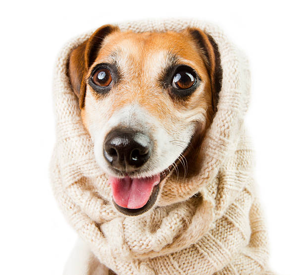 istock Cute dog smiling in a headdress 538918865