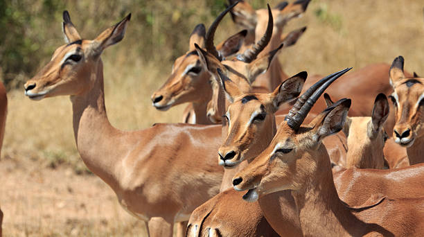 impala herde - kruger national park panoramic gazelle impala photos et images de collection