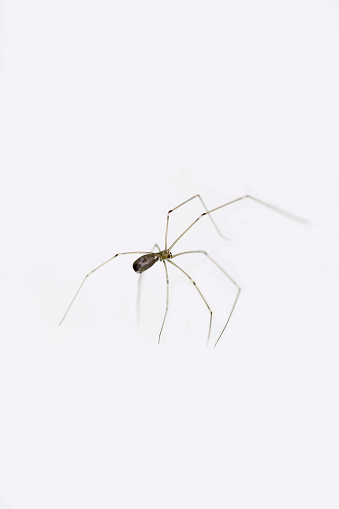 Tegenaria domestica, Barn Funnel Weaver, Domestic/Common house Spider on old wood fence.  In the city, Lethbridge, Southern Alberta, Canada.