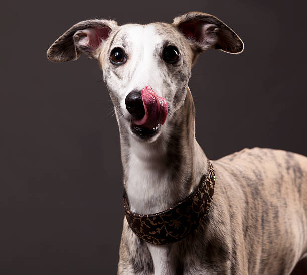 istock whippets dog licking tongue 538928129