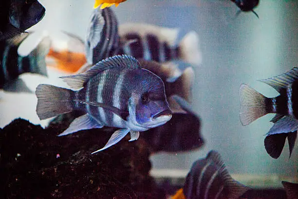 Blue fish in aquarium 