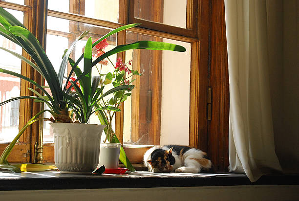 Kitten sleeping