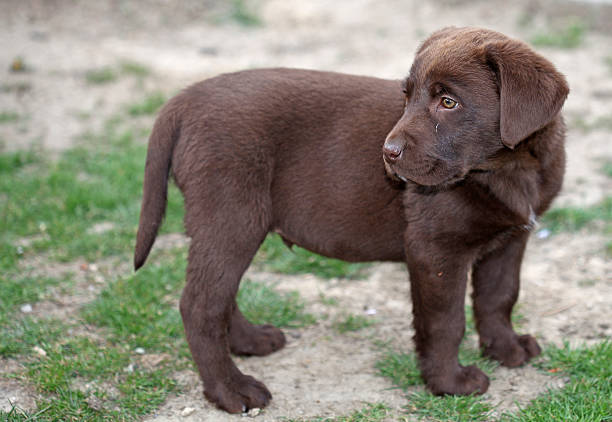 istock Chocolate labrador puppy closeup 538929647