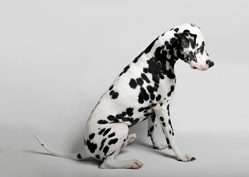 Dalmatian admitted his guilt lowered his head