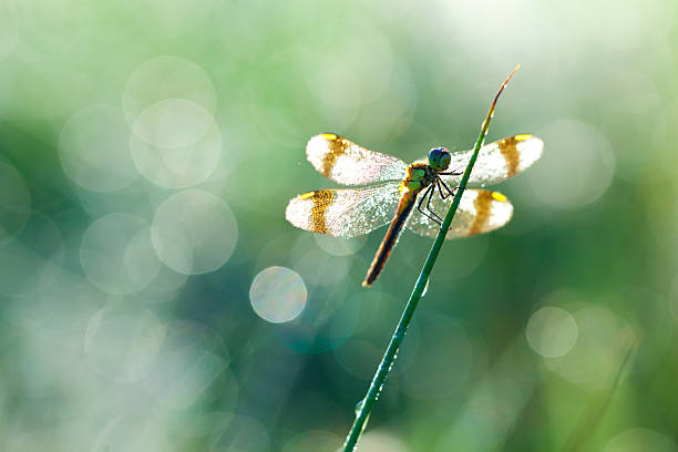 macro of dragon fly with soft focus on a meadow stock photo