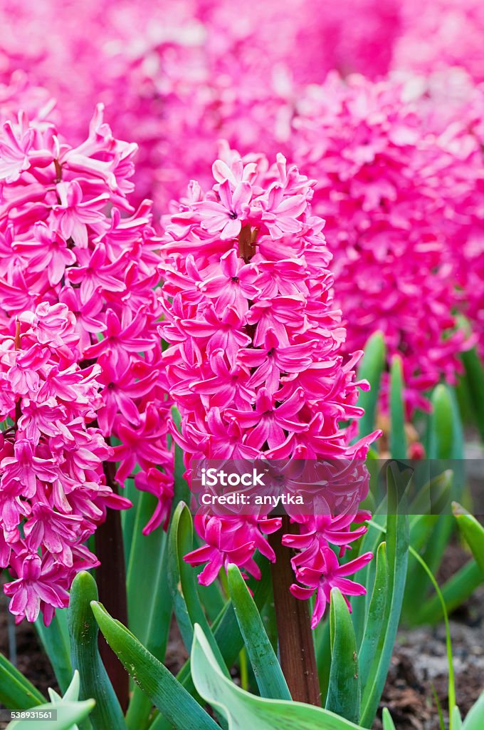Macro shot of pink hyacinth Macro shot of spring flower pink hyacinth. Shallow depth of field 2015 Stock Photo
