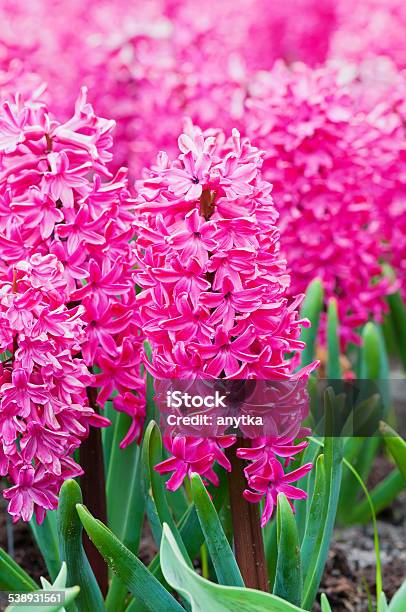 Macro Shot Of Pink Hyacinth Stock Photo - Download Image Now - 2015, Agricultural Field, Beauty In Nature