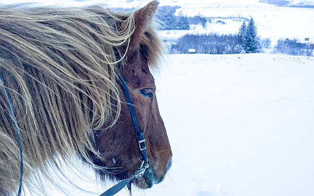 cavalo islandês viking - horse iceland winter snow - fotografias e filmes do acervo