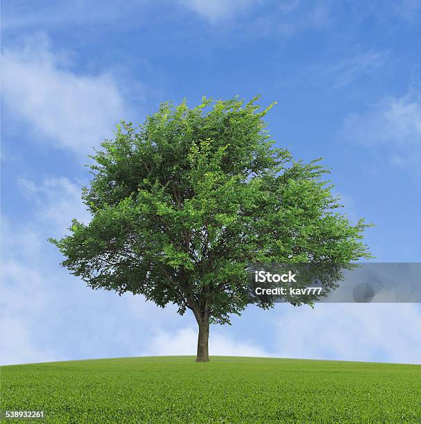 Lonely Growing Tree Stock Photo - Download Image Now - 2015, Blue, Botany