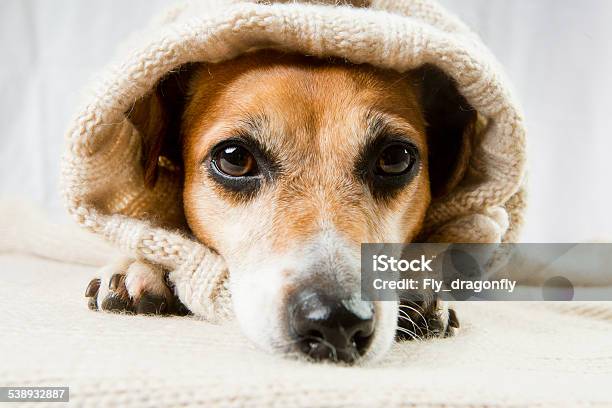 Small Sad Cute Dog Stock Photo - Download Image Now - Cardigan Sweater, Dog, Large