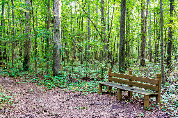 istock Trail leads through an Alabama park with a wood bench 538946629