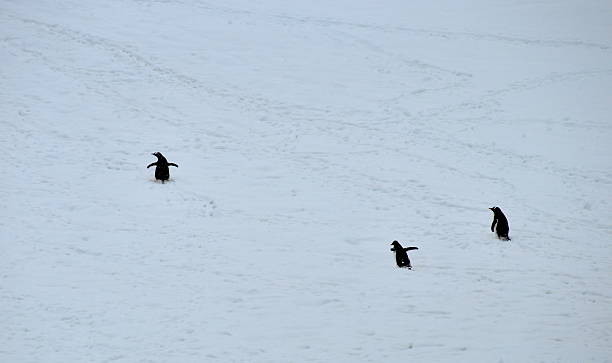 istock Group of penguins going up the hill 538946863