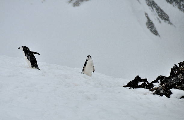 istock The seperation of the two chinstrap penguins 538946907