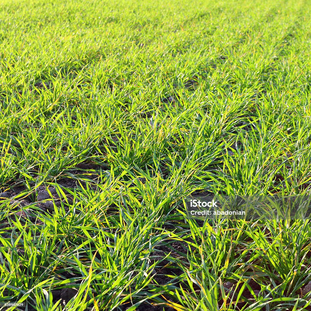 Young wheat seedlings Young wheat seedlings growing in a soil. 2015 Stock Photo