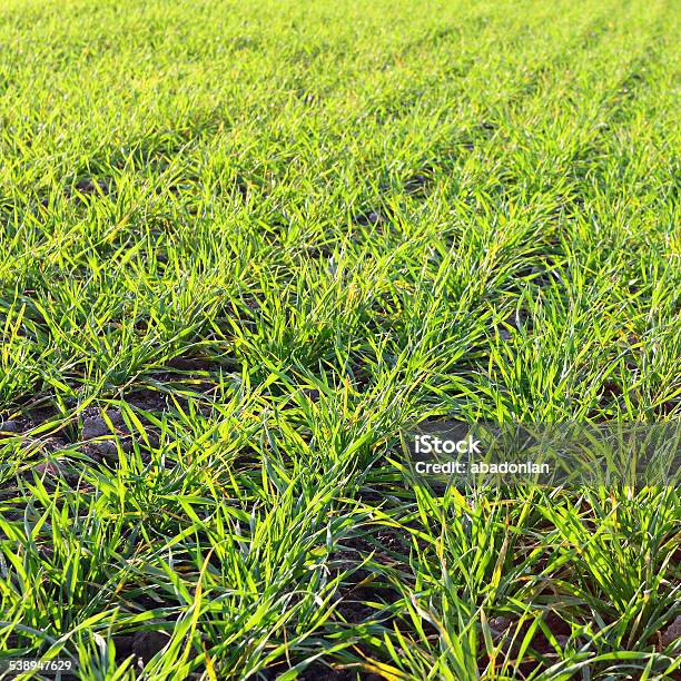 Young Wheat Seedlings Stock Photo - Download Image Now - 2015, Agricultural Field, Agriculture