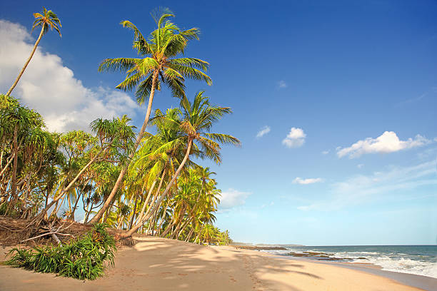 istock Palm trees rising to the sky 538947651