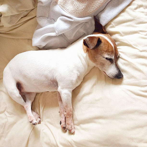istock Overhead view of dog sleeping on comfy bed 538948031