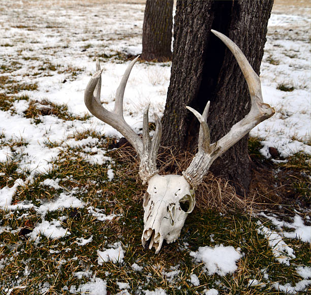 디어 스컬 in 인공눈 - antler stag deer animal skull 뉴스 사진 이미지