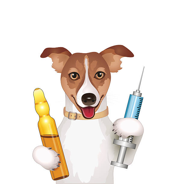 Collection 28+ Wallpapers random stock photo of dog gettting vaccine Sharp Collection 28+ Wallpapers random stock photo of dog gettting vaccine Sharp
