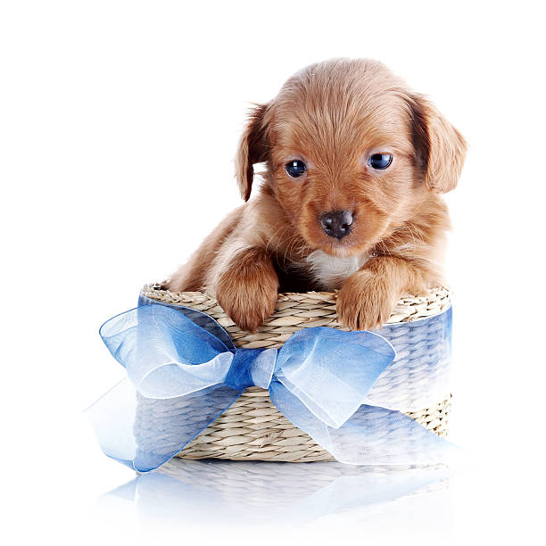 istock Puppy in a wattled basket with a blue bow. 538949207