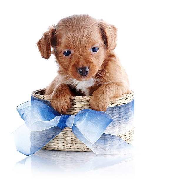 istock Puppy in a wattled basket with a blue bow. 538949213