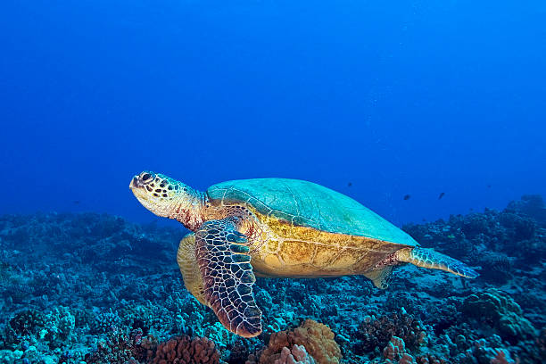 istock Hawaii Turtle swimming at Coral Reef 538949285
