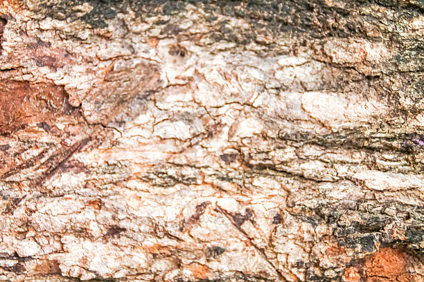 istock the wood in the forest for background 538949703