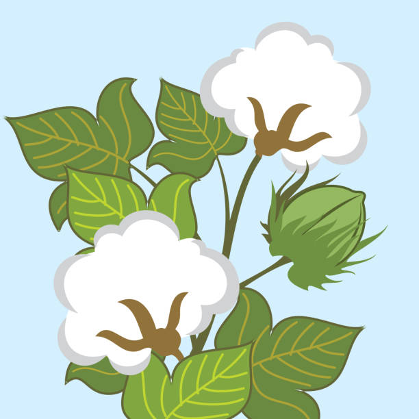 ilustraciones, imágenes clip art, dibujos animados e iconos de stock de primer plano de la planta de algodón - cotton smooth green plant