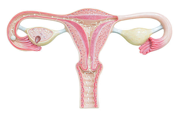 istock Female reproductive system isolated on white background with clipping path 538949869