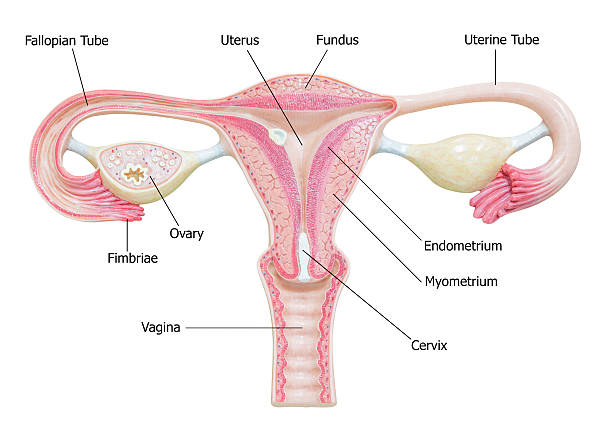 reproductivos femeninos sistema con diagrama de imágenes - útero humano fotografías e imágenes de stock