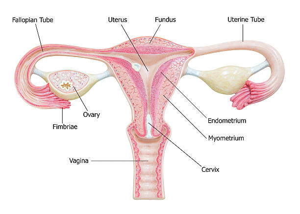 sistema riproduttivo femminile con immagine di un diagramma - figura femminile foto e immagini stock