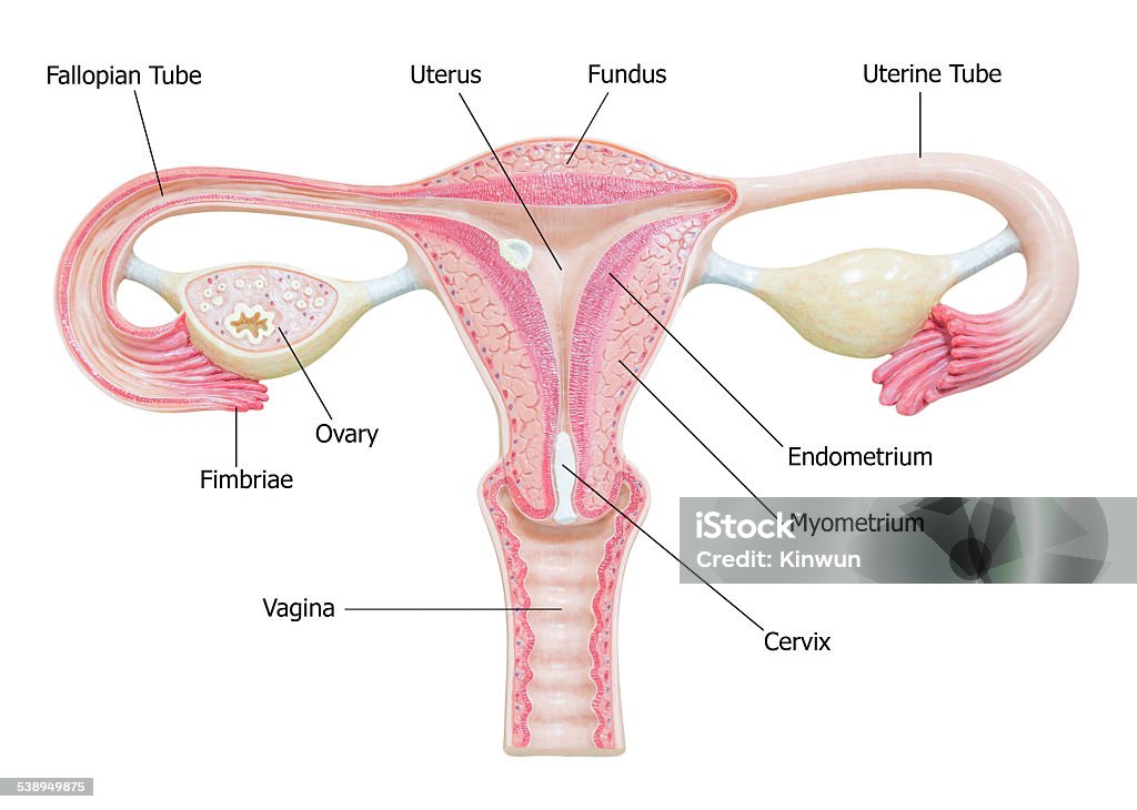 Female reproductive system with image diagram Uterus Stock Photo