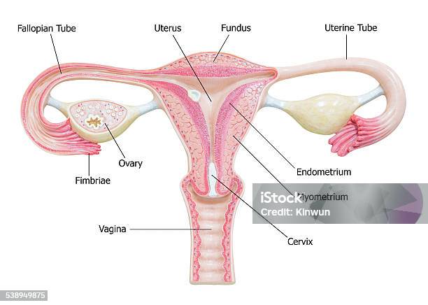 Female Reproductive System With Image Diagram Stock Photo - Download Image Now - Uterus, Anatomy, Female Likeness