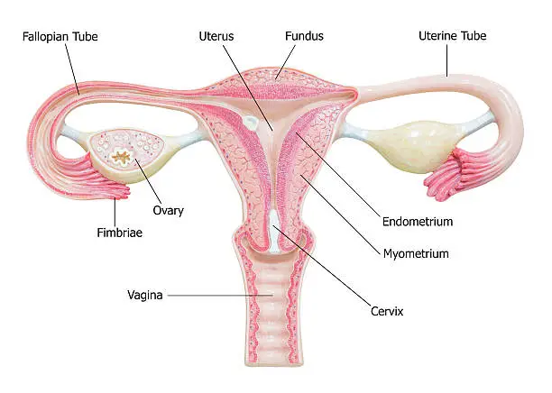 Photo of Female reproductive system with image diagram