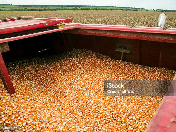 Foto de Colheita De Milho e mais fotos de stock de 2015 - 2015, Agricultura, Brasil