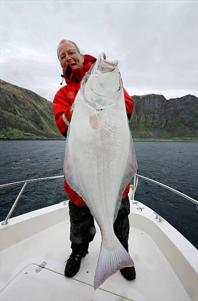 heilbutt action-große eine mit 136 kg - halibut flatfish fish hanging stock-fotos und bilder