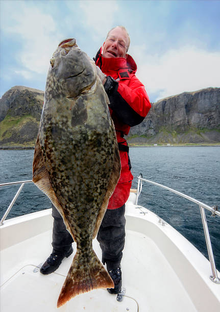 ippoglosso azione ampia con 136 kg - halibut flatfish fish hanging foto e immagini stock