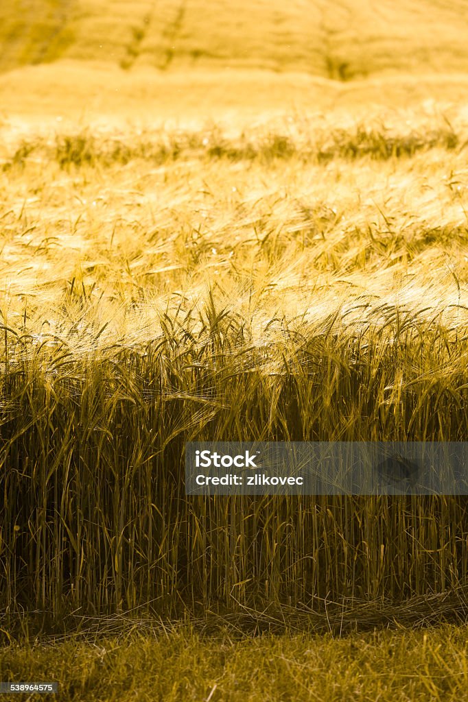Barley field in golden glow Barley field in golden glow of evening sun 2015 Stock Photo