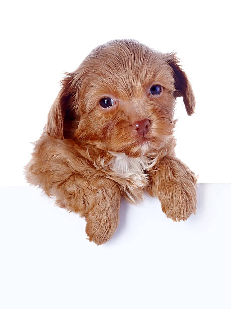 istock Portrait of a puppy. 538964603