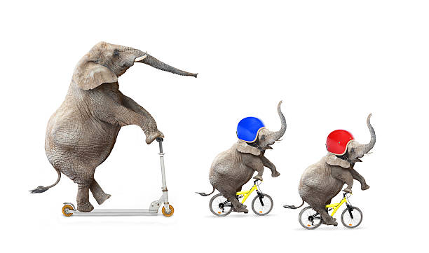 istock Elephant's family bicycling. 538964779