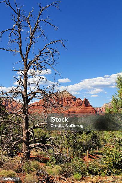 Sedona Az Landscape With Tree And Mountains Stock Photo - Download Image Now - 2015, Arizona, Beauty In Nature