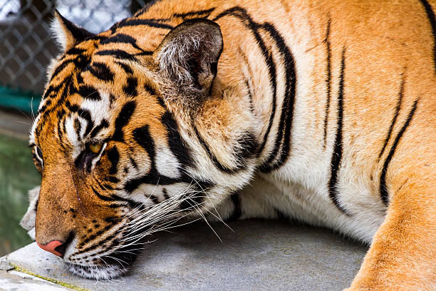 istock Portrait of Amur Tiger. 538965369