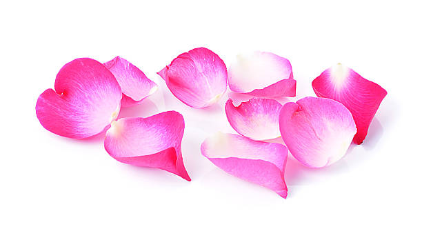 istock pink rose petals isolated on white background 538965591
