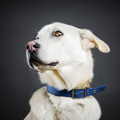 Studio portrait of a big mixed breed dog looking to the side. The dog is a male and a mix of husky and labrador or golden retriever. Square color image from a DSLR. Sharp focus on eyes.